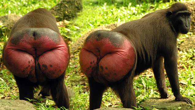 Illustration for article titled 9 Breathtaking Photos Of Nature With A Generous Helping Of Those Red-Assed Monkeys